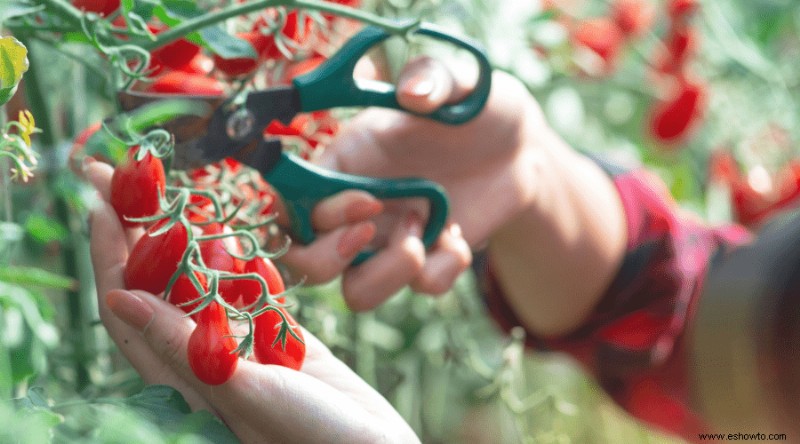 Cómo y cuándo podar las plantas de tomate