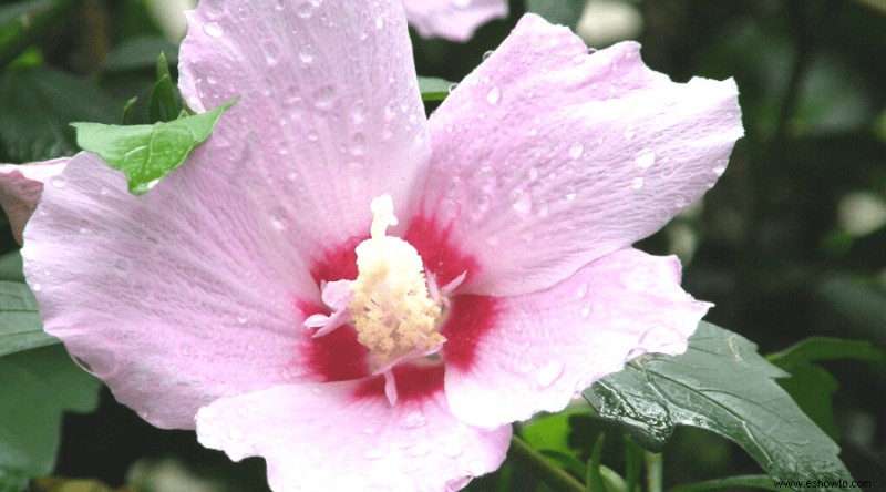 Cómo cultivar y cuidar hibiscos en macetas