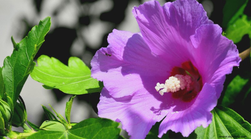 Cómo cultivar y cuidar hibiscos en macetas