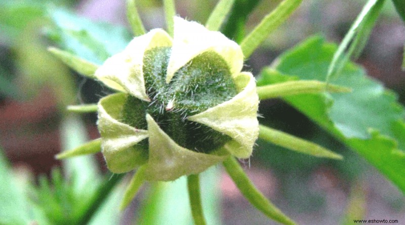 Cómo cultivar y cuidar hibiscos en macetas