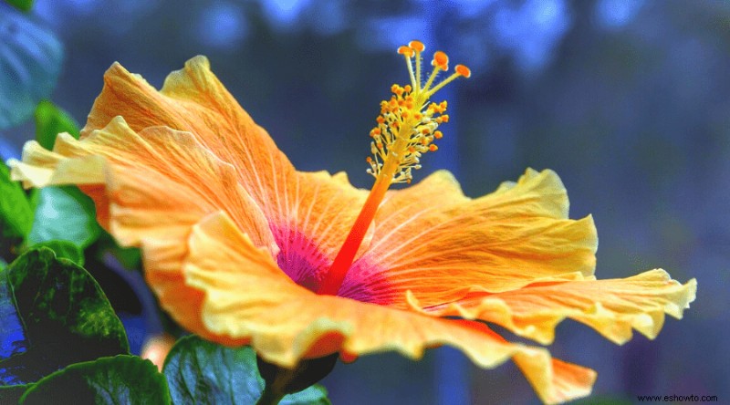 Cómo cultivar y cuidar hibiscos en macetas