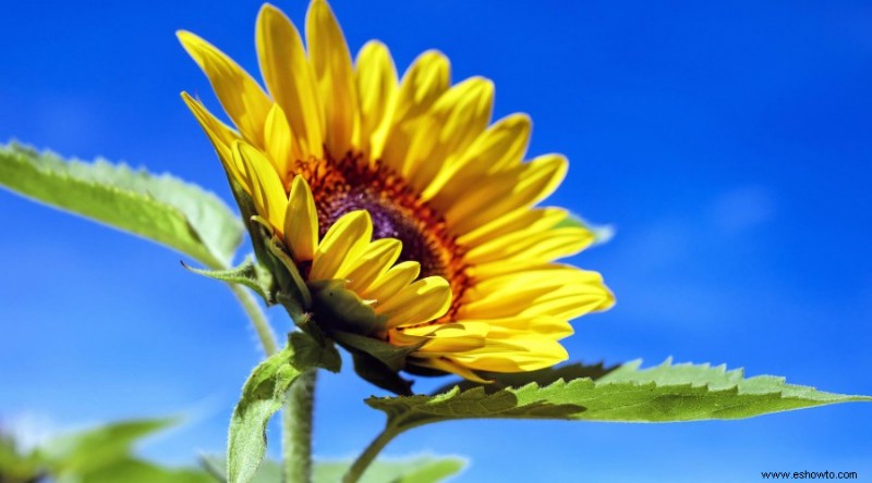 10 flores de bajo mantenimiento para su jardín de verano