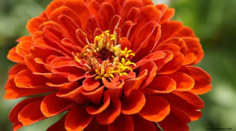 10 flores de bajo mantenimiento para su jardín de verano
