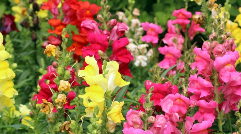 10 flores de bajo mantenimiento para su jardín de verano