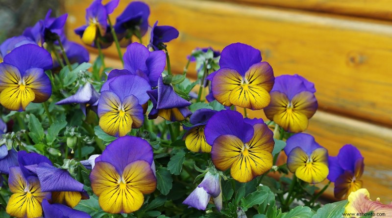 10 flores de bajo mantenimiento para su jardín de verano