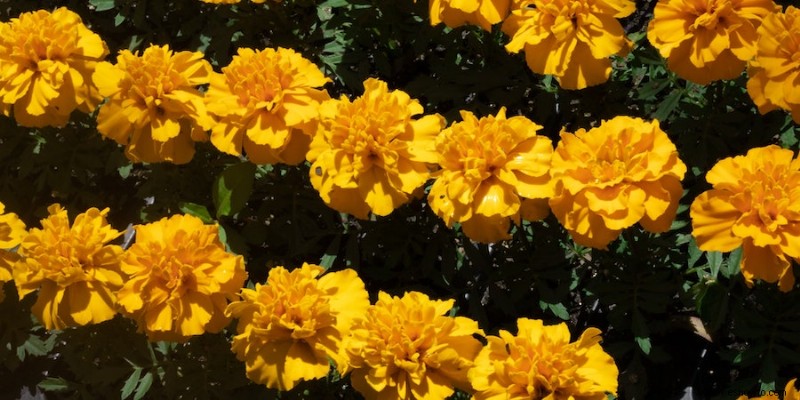 10 flores de bajo mantenimiento para su jardín de verano