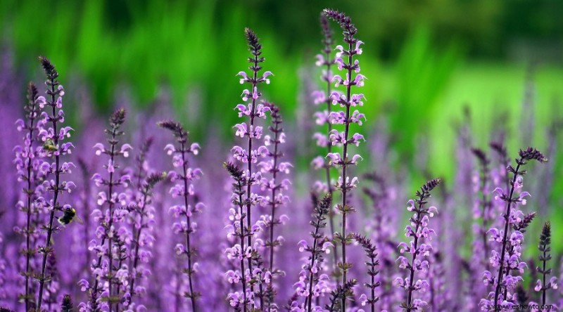 10 flores de bajo mantenimiento para su jardín de verano