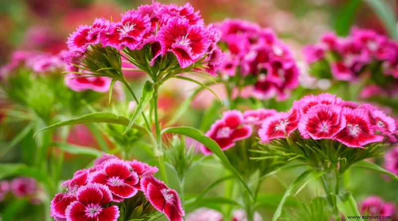 10 flores de bajo mantenimiento para su jardín de verano