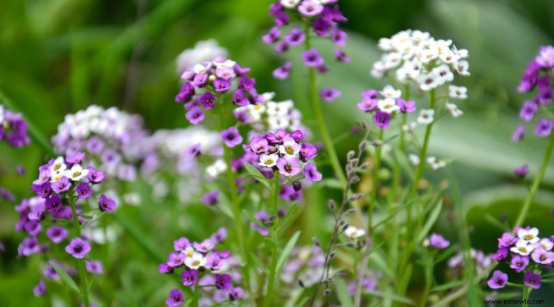 10 flores de bajo mantenimiento para su jardín de verano