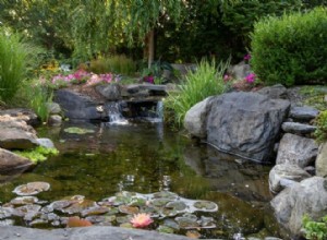 Guía práctica: Cómo crear un hábitat para vida silvestre en tu patio trasero
