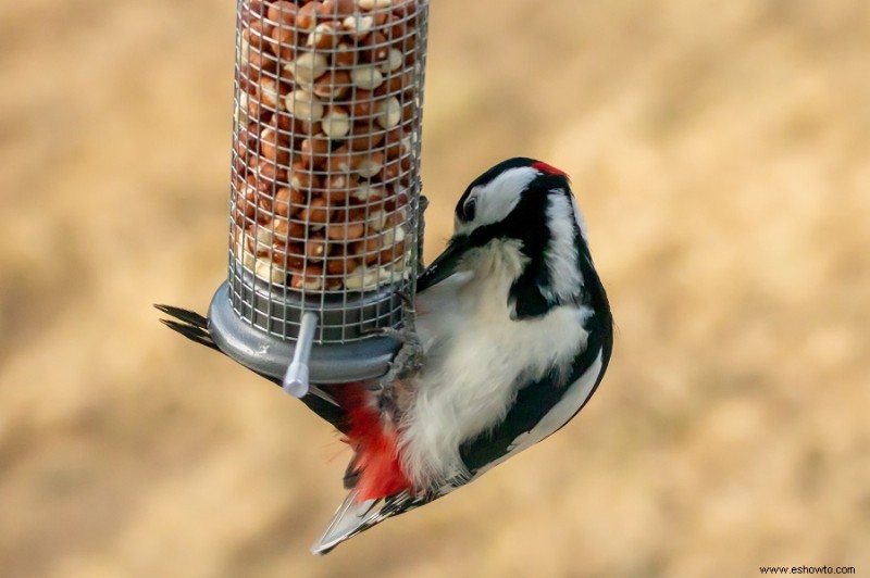 Cómo crear un hábitat de vida silvestre en su patio trasero