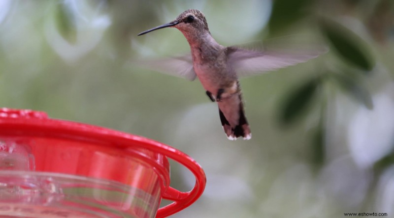 Cómo crear un hábitat de vida silvestre en su patio trasero