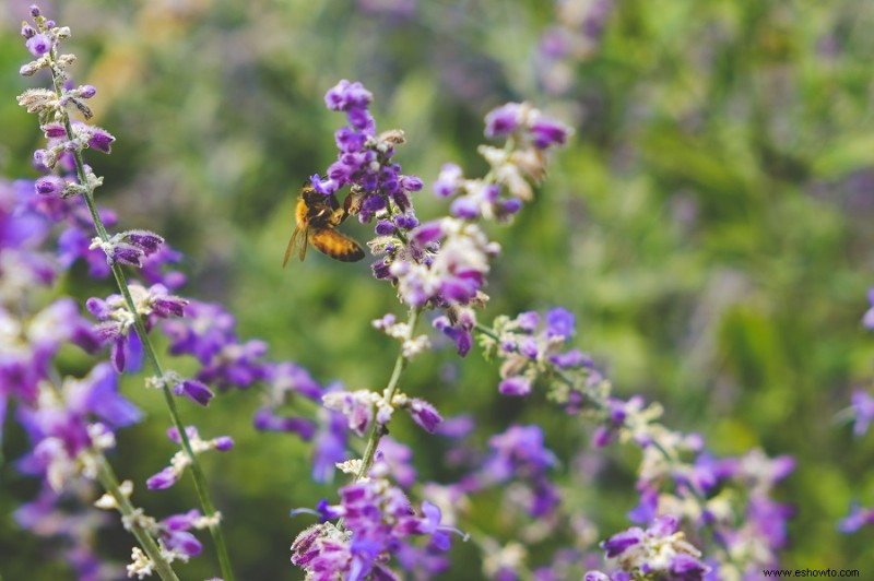 Cómo crear un hábitat de vida silvestre en su patio trasero