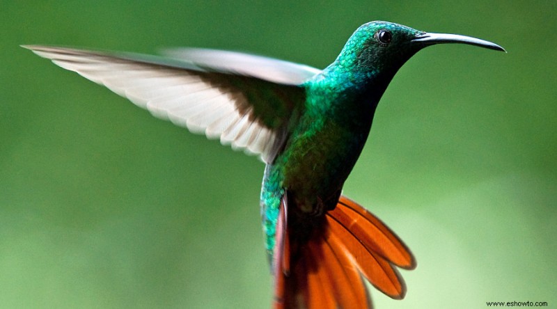 Cómo crear un hábitat de vida silvestre en su patio trasero