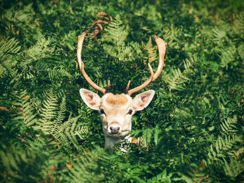 Cómo crear un hábitat de vida silvestre en su patio trasero