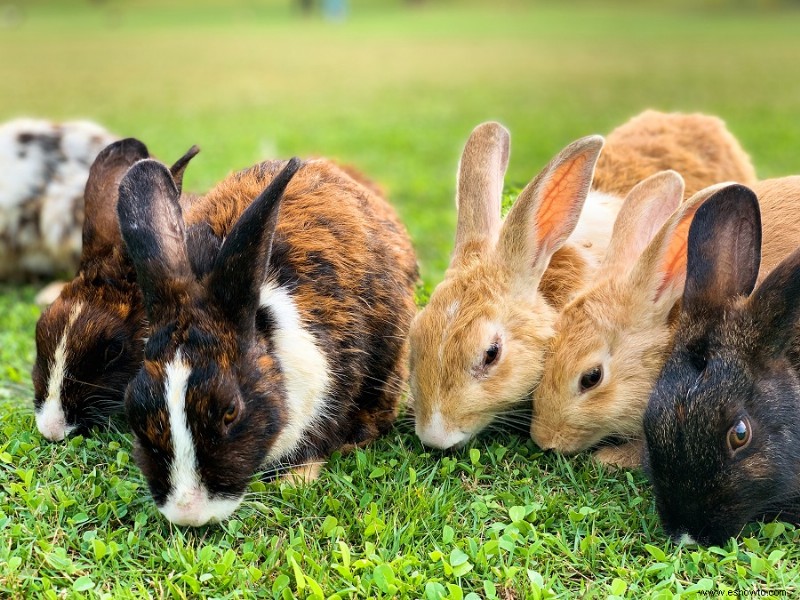 Cómo crear un hábitat de vida silvestre en su patio trasero