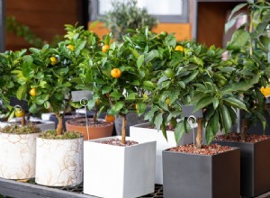 5 árboles frutales que puedes cultivar en tu sala de estar