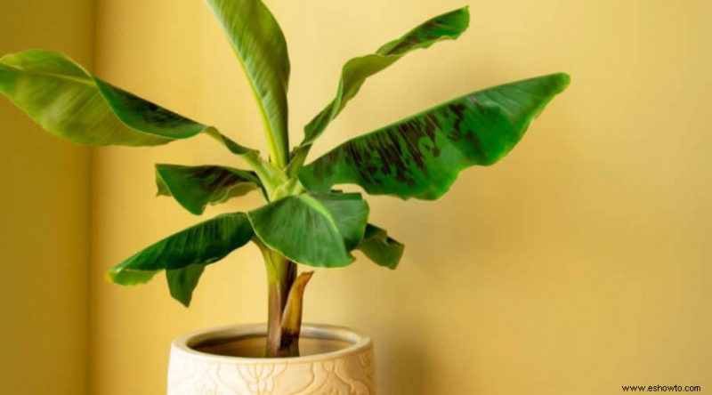 5 árboles frutales que puedes cultivar en tu sala de estar