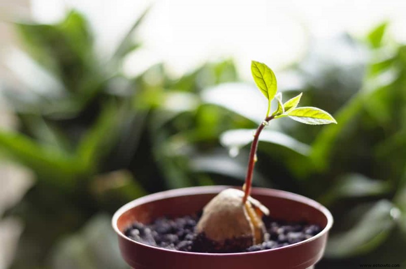 5 árboles frutales que puedes cultivar en tu sala de estar