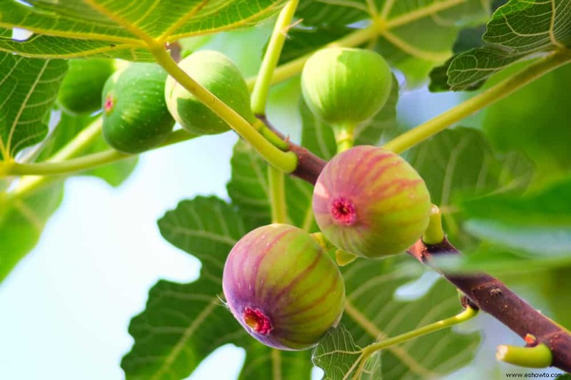 5 árboles frutales que puedes cultivar en tu sala de estar