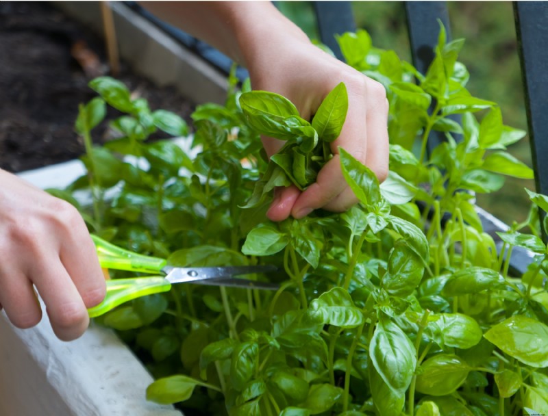 7 plantas para sembrar en julio