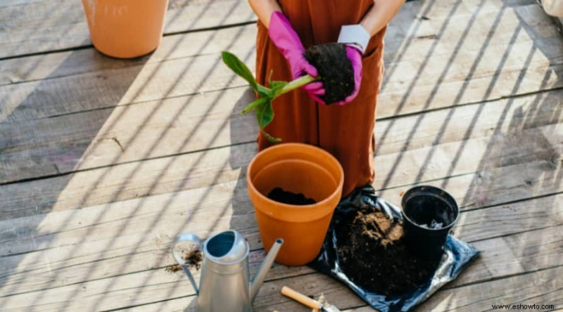 Cómo cultivar plátanos en macetas