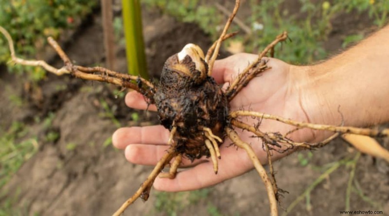 Cómo cultivar plátanos en macetas