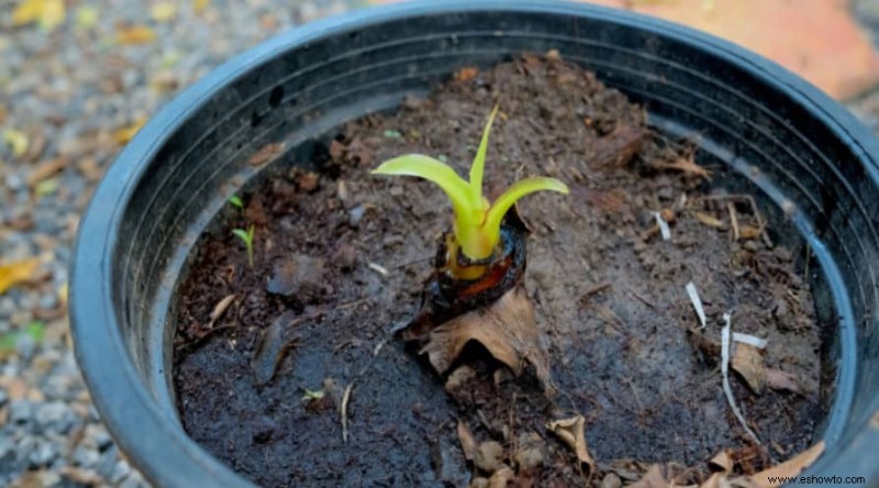 Cómo cultivar plátanos en macetas