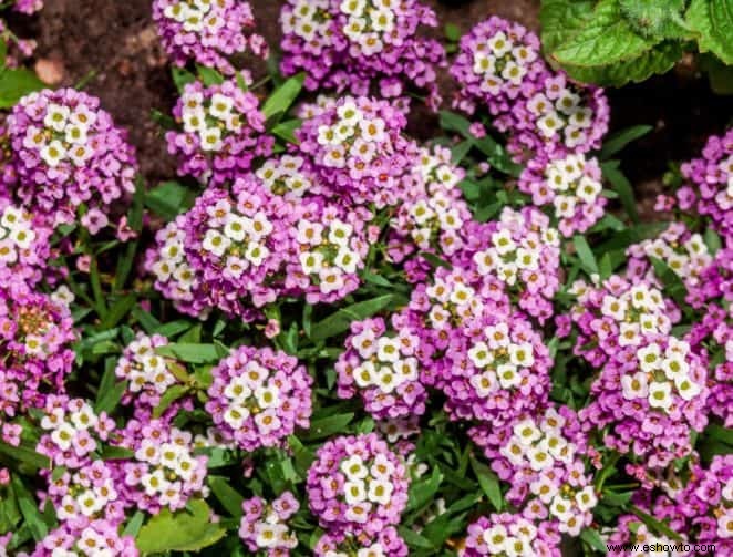 7 de las mejores flores para plantar en cestas colgantes