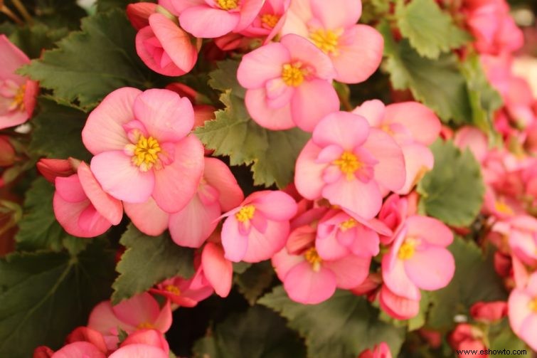 7 de las mejores flores para plantar en cestas colgantes