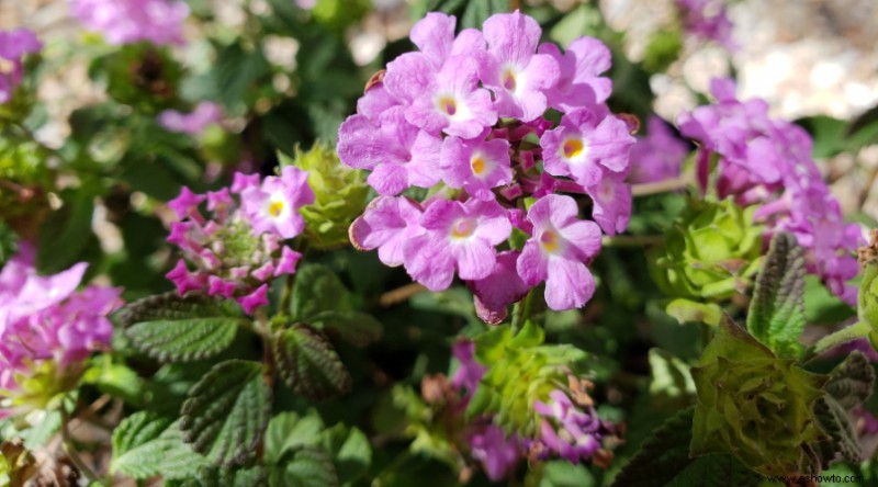 7 de las mejores flores para plantar en cestas colgantes