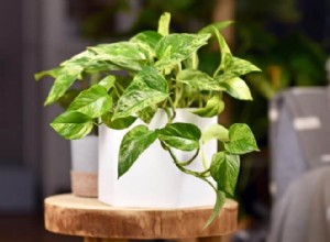 10 plantas de bajo mantenimiento perfectas para terrarios