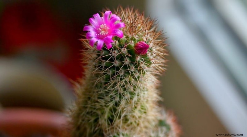 10 plantas de bajo mantenimiento que prosperan en terrarios