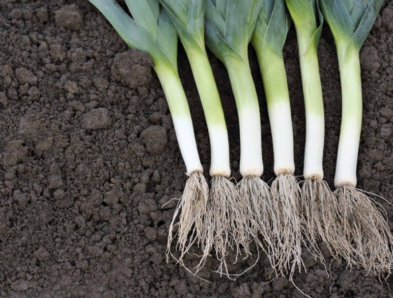 10 mejores verduras para cultivar en espacios pequeños