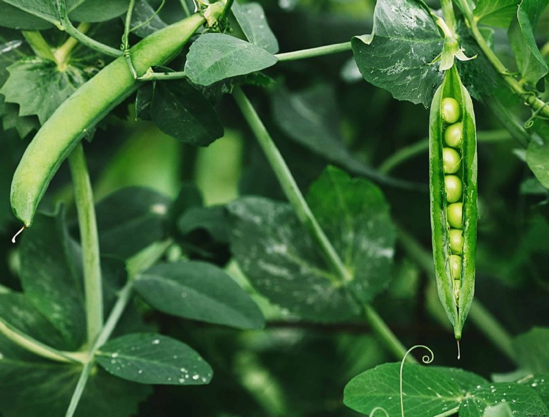 10 mejores verduras para cultivar en espacios pequeños