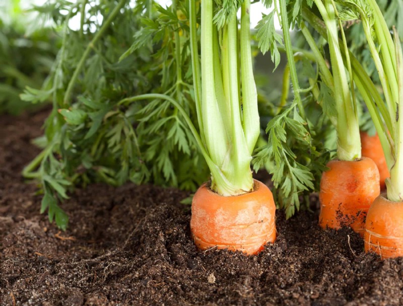 10 mejores verduras para cultivar en espacios pequeños
