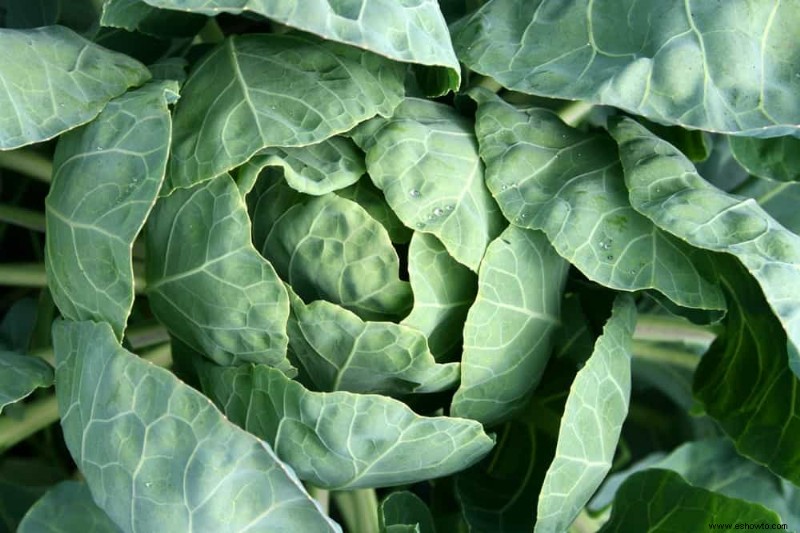 10 mejores verduras para cultivar en espacios pequeños