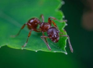 5 Aerosoles Orgánicos Caseros Efectivos para Controlar Plagas y Enfermedades en tu Jardín