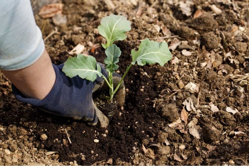 Cómo cultivar y cuidar el brócoli