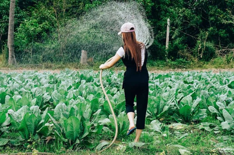 Cómo cultivar y cuidar el brócoli