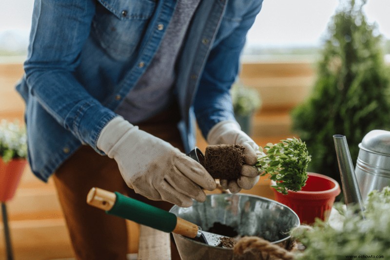 Con qué frecuencia trasplantar las plantas