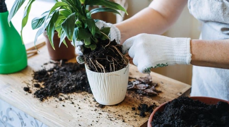 Con qué frecuencia trasplantar las plantas