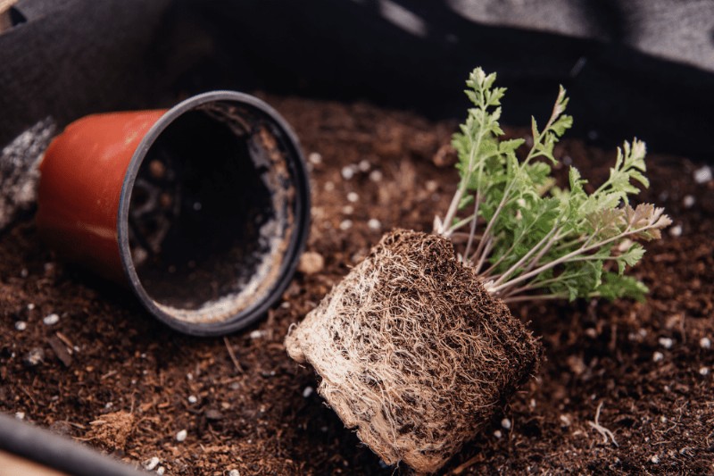 Con qué frecuencia trasplantar las plantas