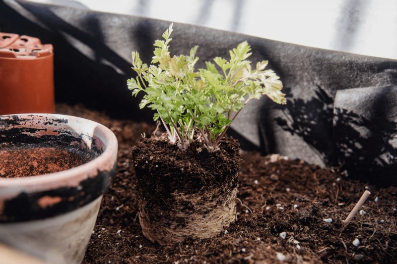 Con qué frecuencia trasplantar las plantas