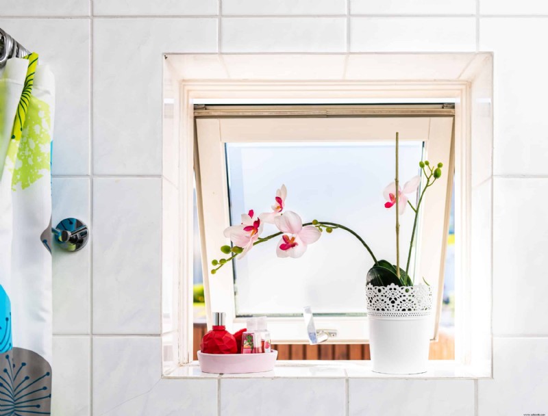 8 plantas de interior que prosperan en su baño húmedo