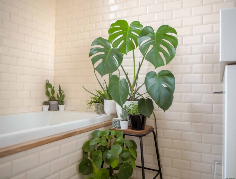 8 plantas de interior que prosperan en su baño húmedo