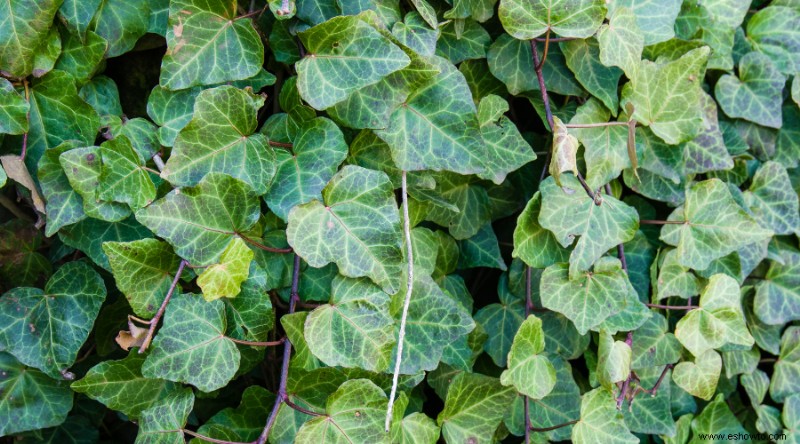 8 plantas de interior que prosperan en su baño húmedo