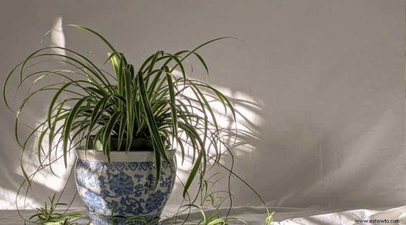 8 plantas de interior que prosperan en su baño húmedo