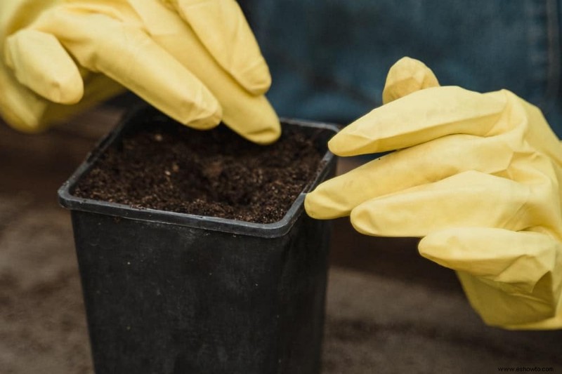 Cómo trasplantar plantas de interior