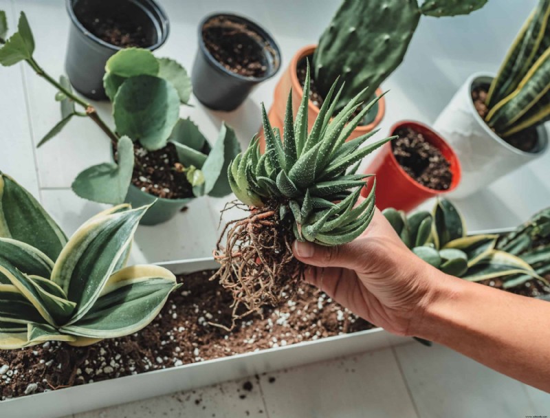 Cómo trasplantar plantas de interior